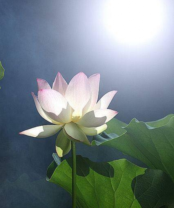 Văn học Phật giáo - Ánh trăng nhìn ta đó